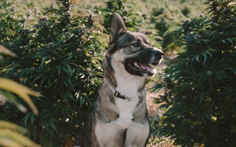  CBD for animals