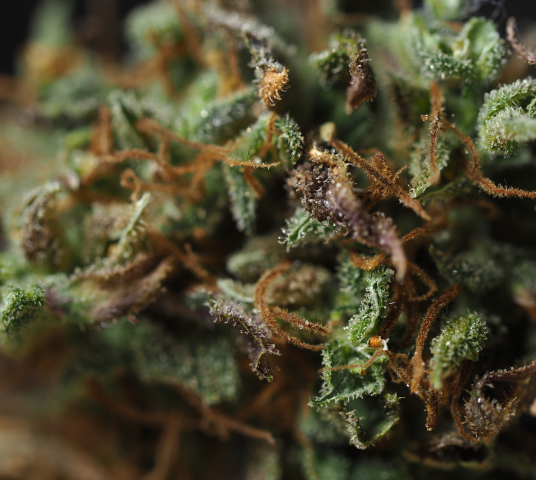 CBD flowers image