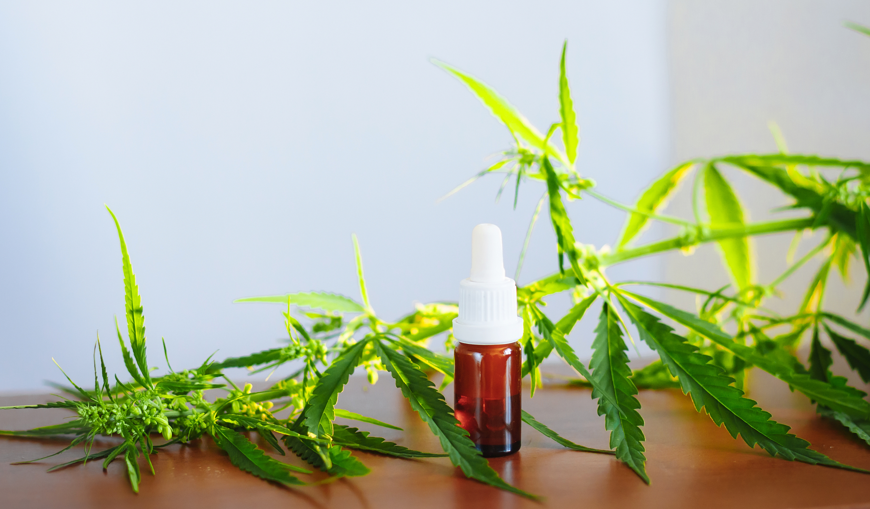cbd konsum und autofahren