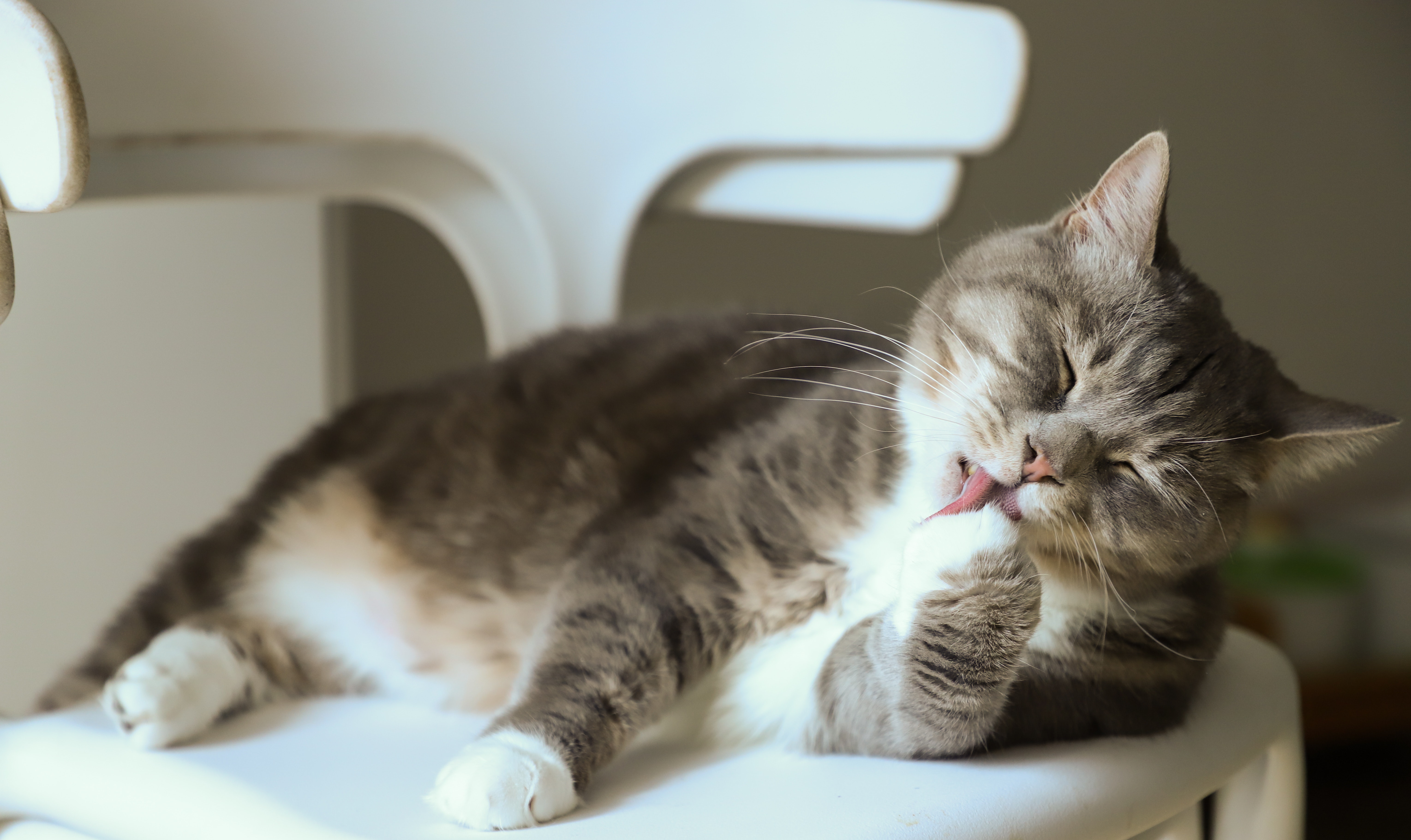 Wirkung von CBD Öl auf Katzen 